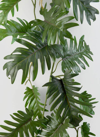 Jamali Garden - 41in Long Philodendron Vine (Close-out Sale)