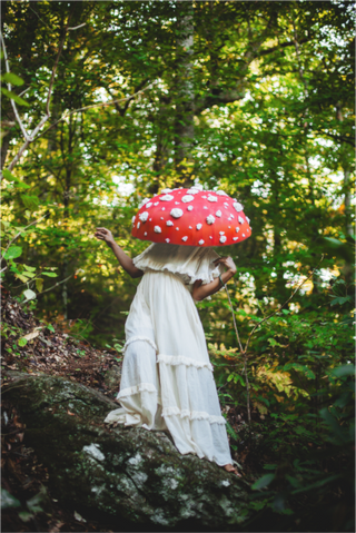 Main image Amanita muscaria